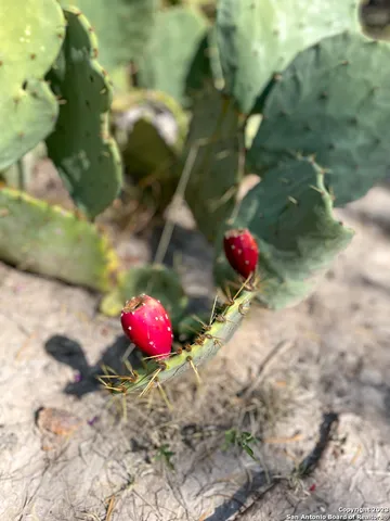 a view of a backyard of the house