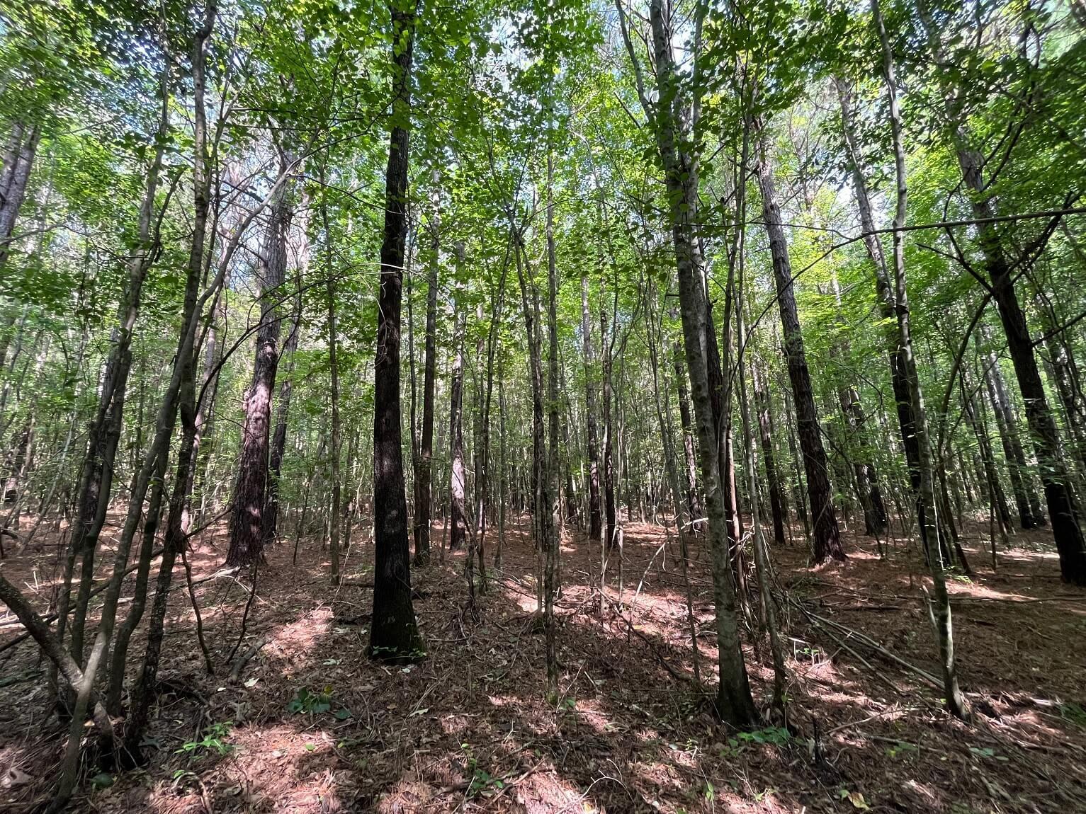 Hudspeth Road Hickory Flat, MS 38633 - Photo 19 of 28 Gallery Image 19