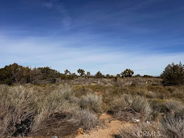 a view of a bunch of trees in a field