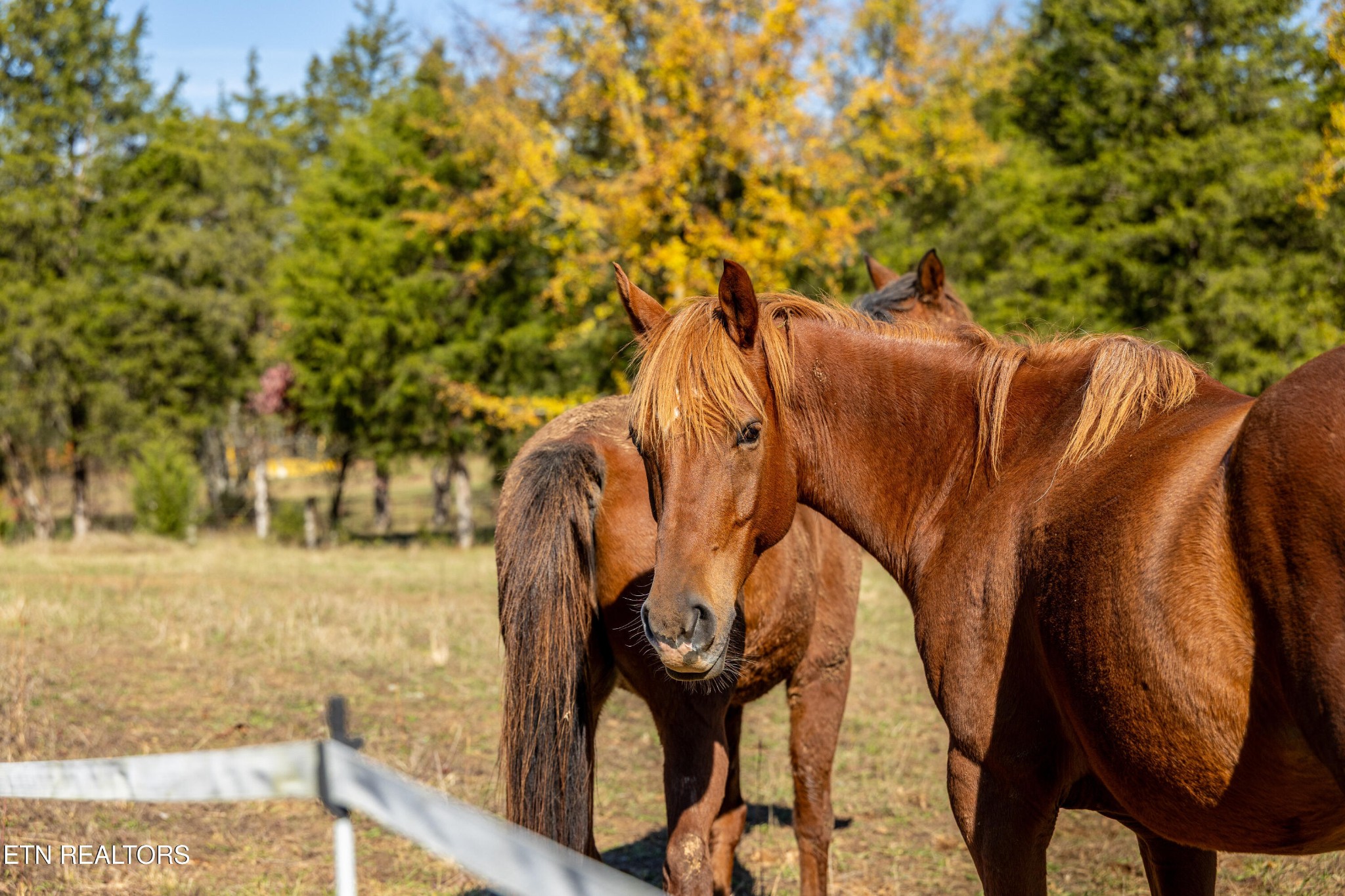 3070 West Fork Road Loudon, TN 37774 - Photo 4 of 48 a view of swimming pool with a backyard and trees