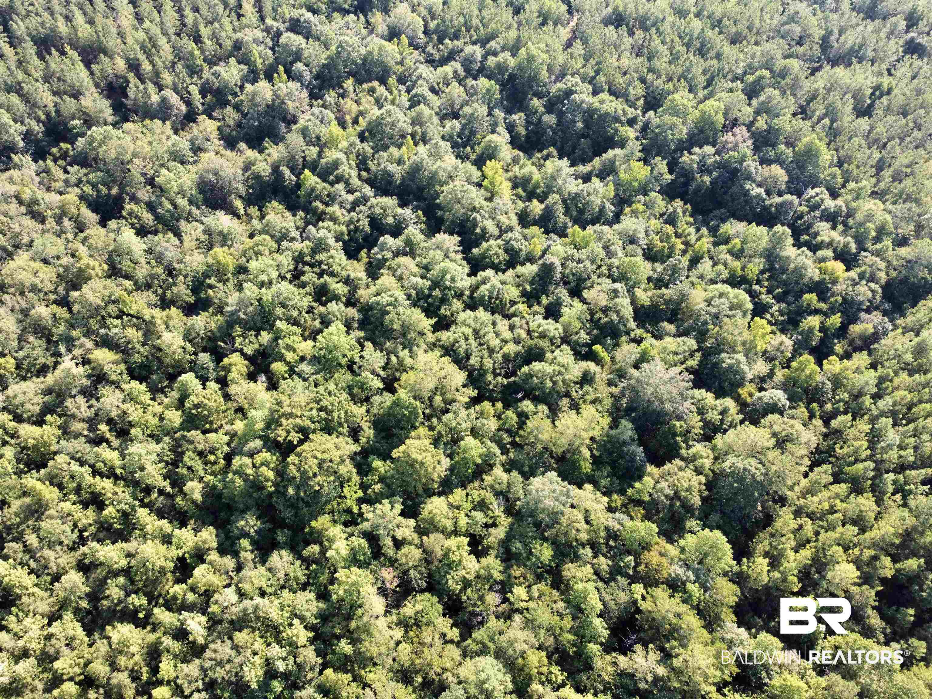 0 County Road 11 Repton, AL 36475 - Photo 29 of 34