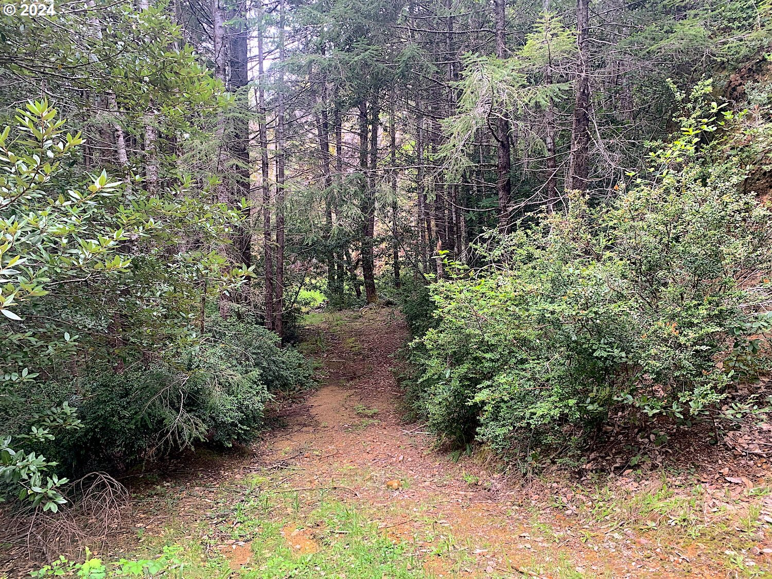 18668 Ranch Road Brookings, OR 97415 - Photo 37 of 48 a view of a forest with plants and trees