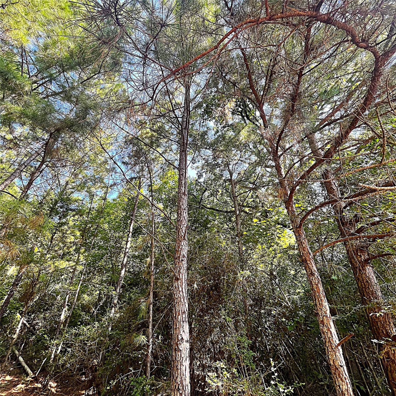 12125 County Road 149 Centerville, TX 75833 - Photo 24 of 26