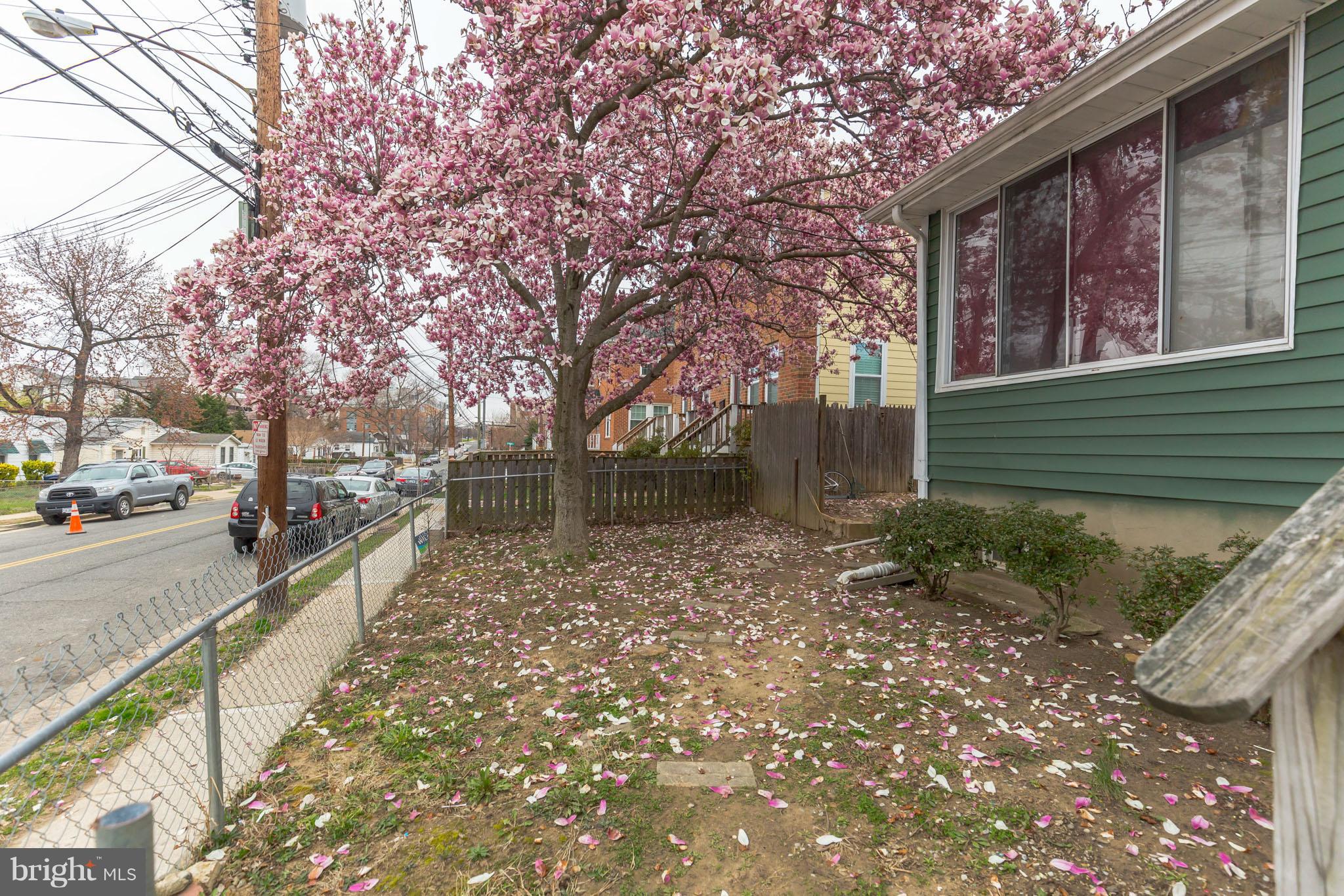 41 East Reed Avenue Alexandria, VA 22305 - Photo 27 of 30 a view of a street with a tree