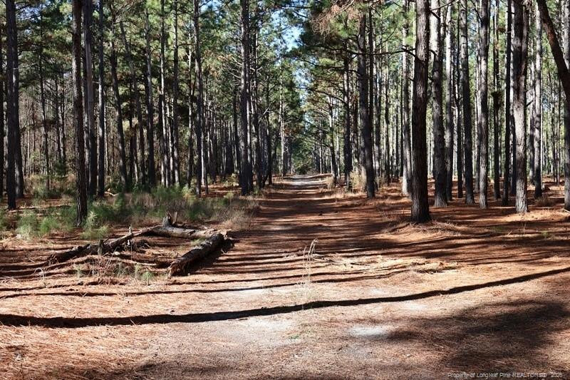 Stuarts Mill Road Fairmont, NC 28340 - Photo 7 of 15 a view of park with trees