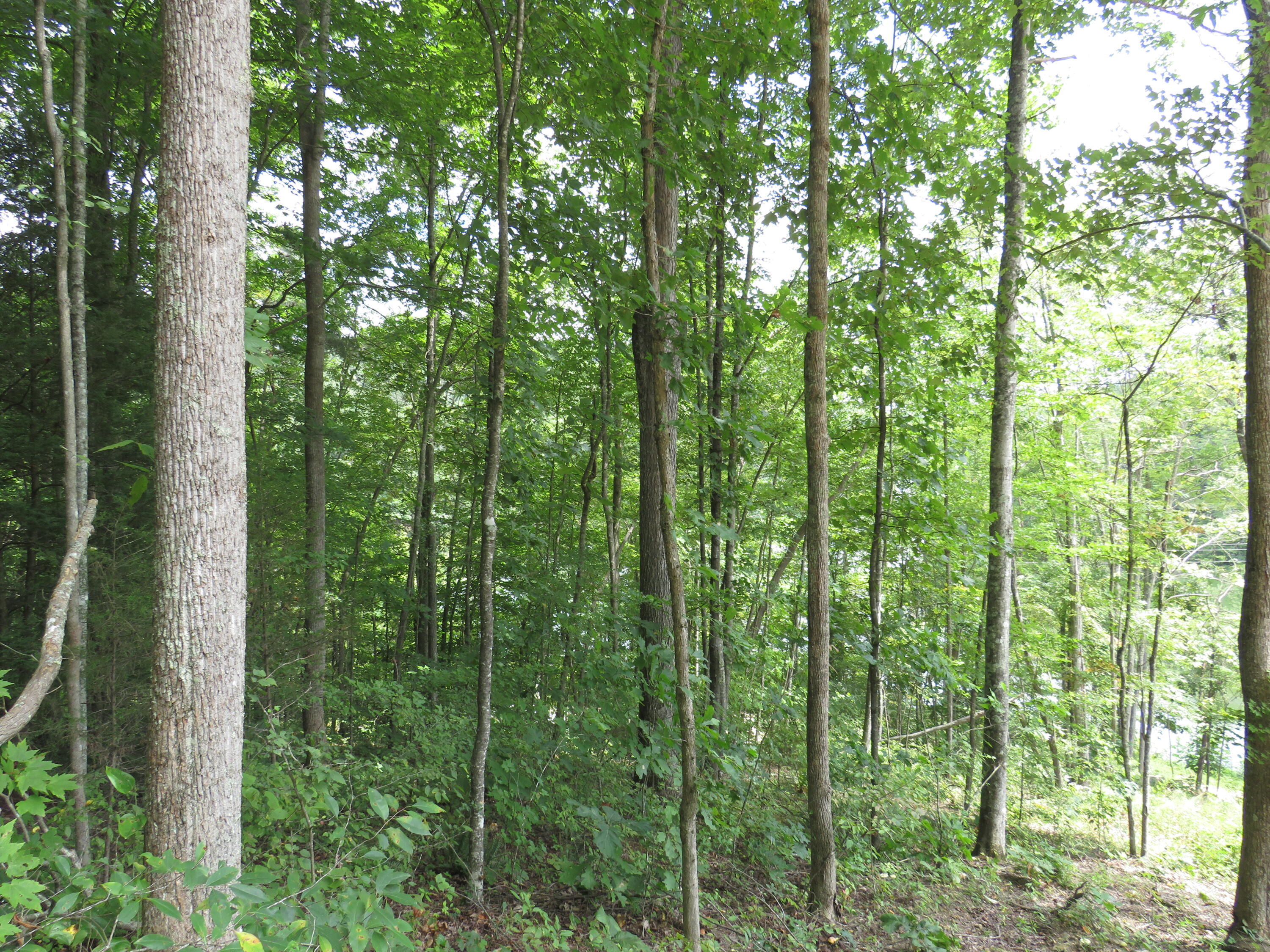 0 Chaney Ridge Road London, KY 40741 - Photo 19 of 35 IMG_4265