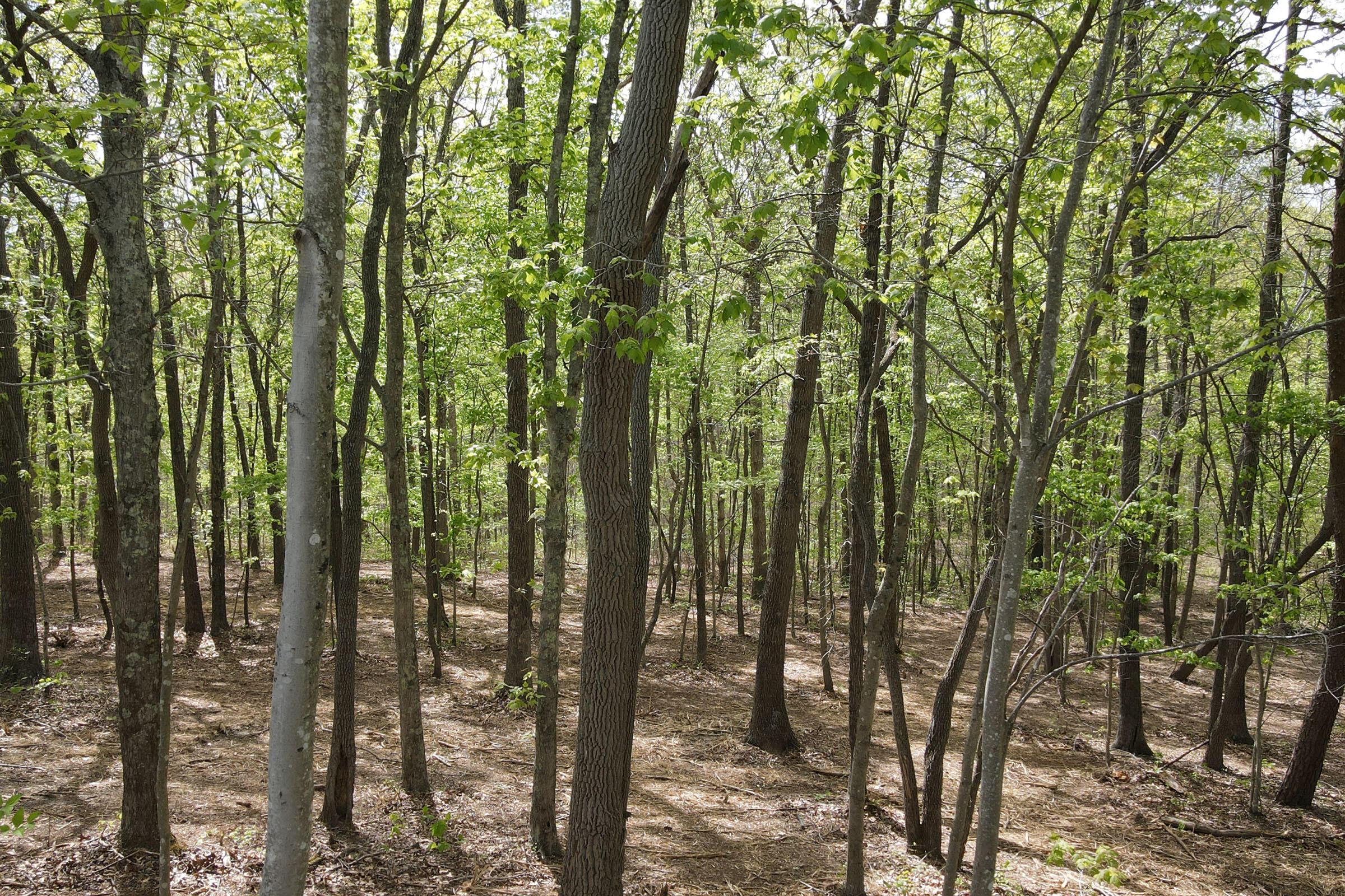 0 Harrison Road, Unit TRACT 7) Jackson, OH 45640 - Photo 83 of 91 20230506_201252000_iOS