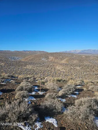 a view of a tree in a yard