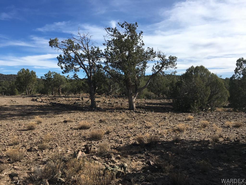 Lot 196 North Willows Ranch Road Kingman, AZ 86401 - Photo 7 of 9 a view of a yard with a tree