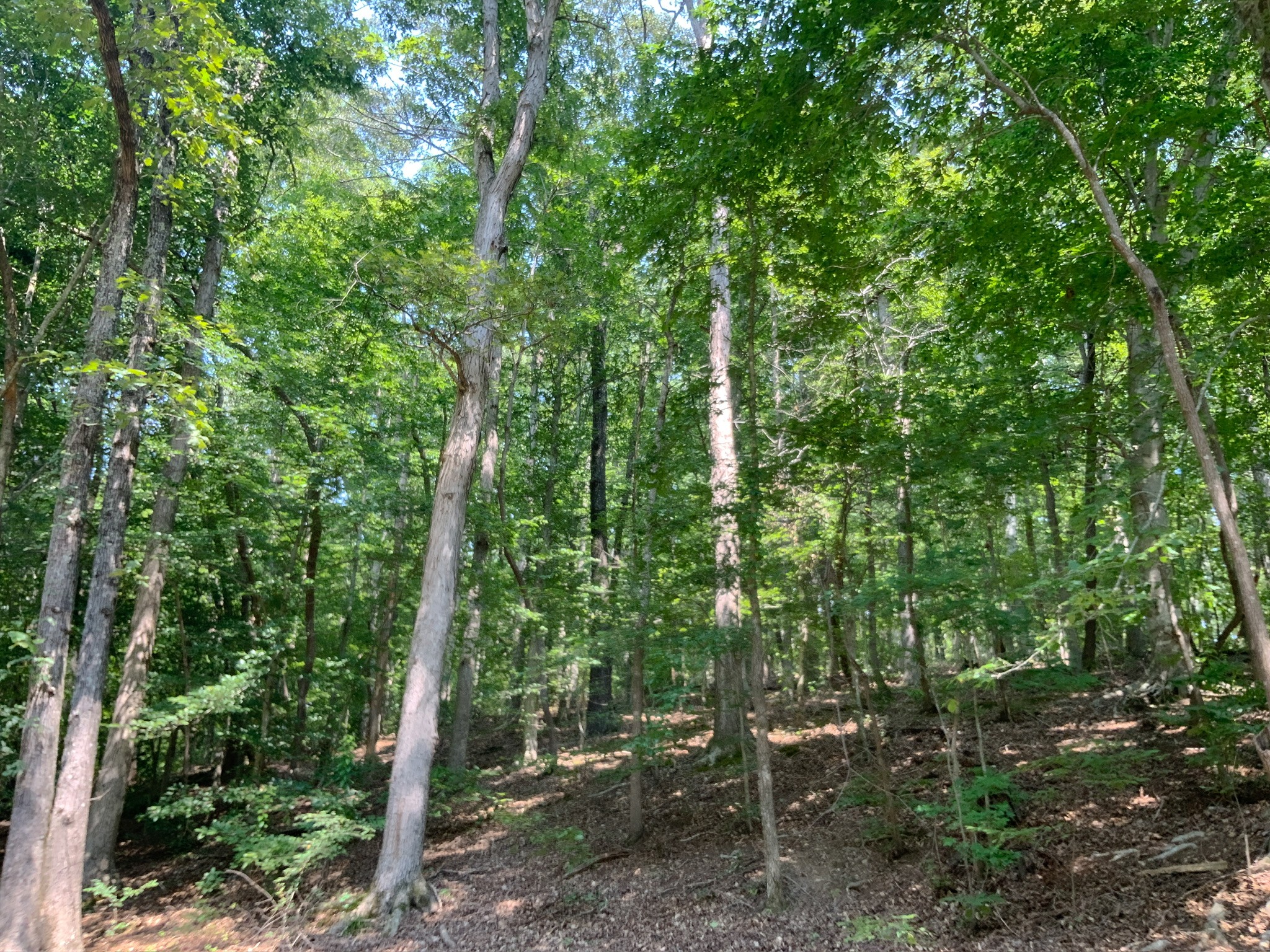 234 Lower Standing Rock Road Dover, TN 37058 - Photo 60 of 68 Gallery Image 60