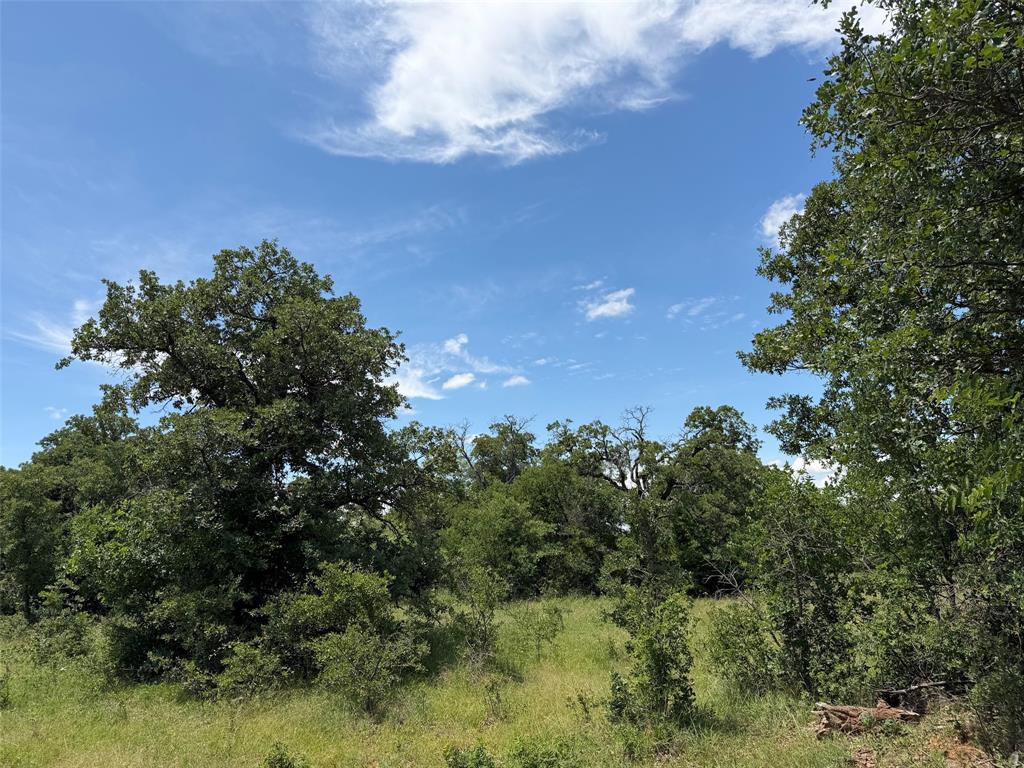 a view of a bunch of trees
