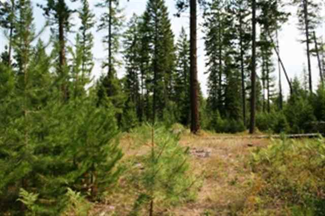 Xxx Williamson Road Clayton, WA 99110 - Photo 3 of 6