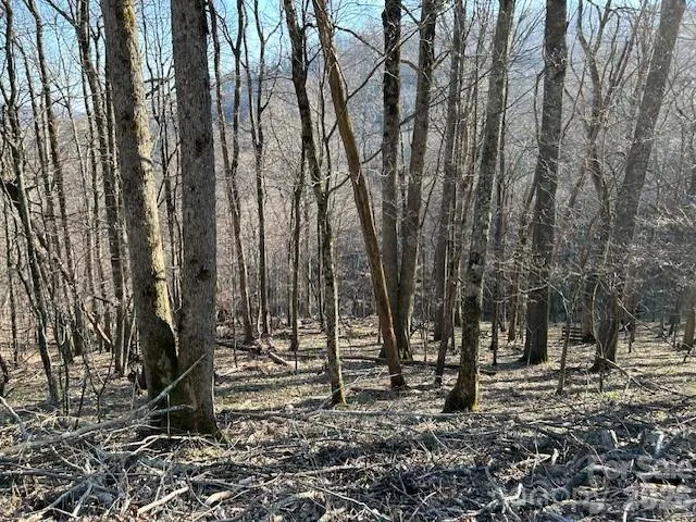a view of a forest with trees