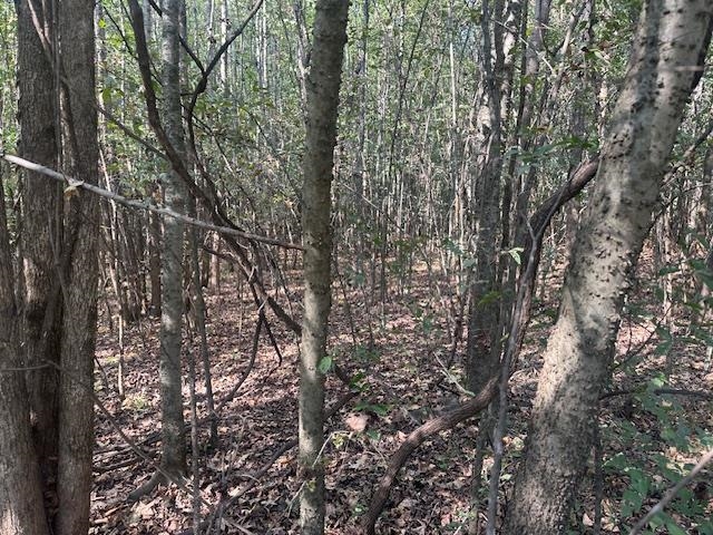 0 Towboat Lane Adamsville, TN 38310 - Photo 3 of 9 View of wooded area