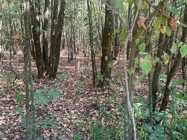 0 Towboat Lane Adamsville, TN 38310 - Photo 4 of 9 View of wooded area