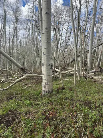 a view of a garden with a lake