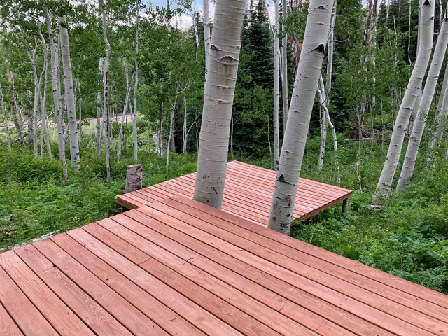 a view of a lush green forest with lots of trees