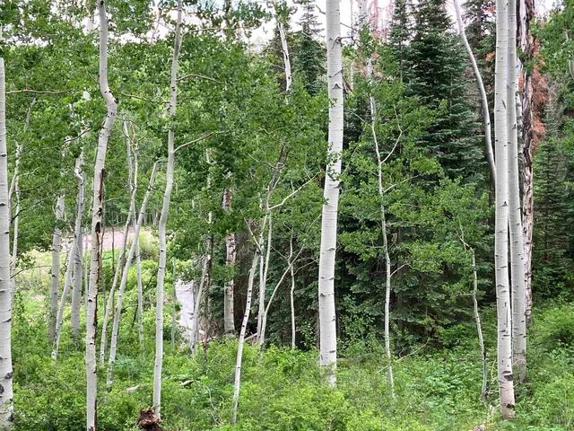 a close up of a lush green forest