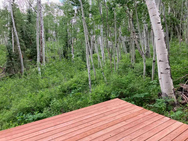 a view of a lush green forest with lots of trees