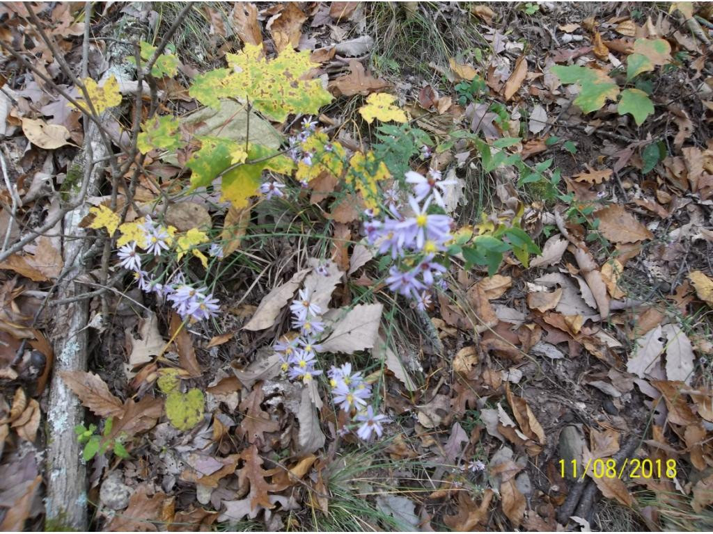 Tbd Mt Hope Road, Unit 2 3 4 5 Mohawk, TN 37810 - Photo 33 of 36 Photo 33