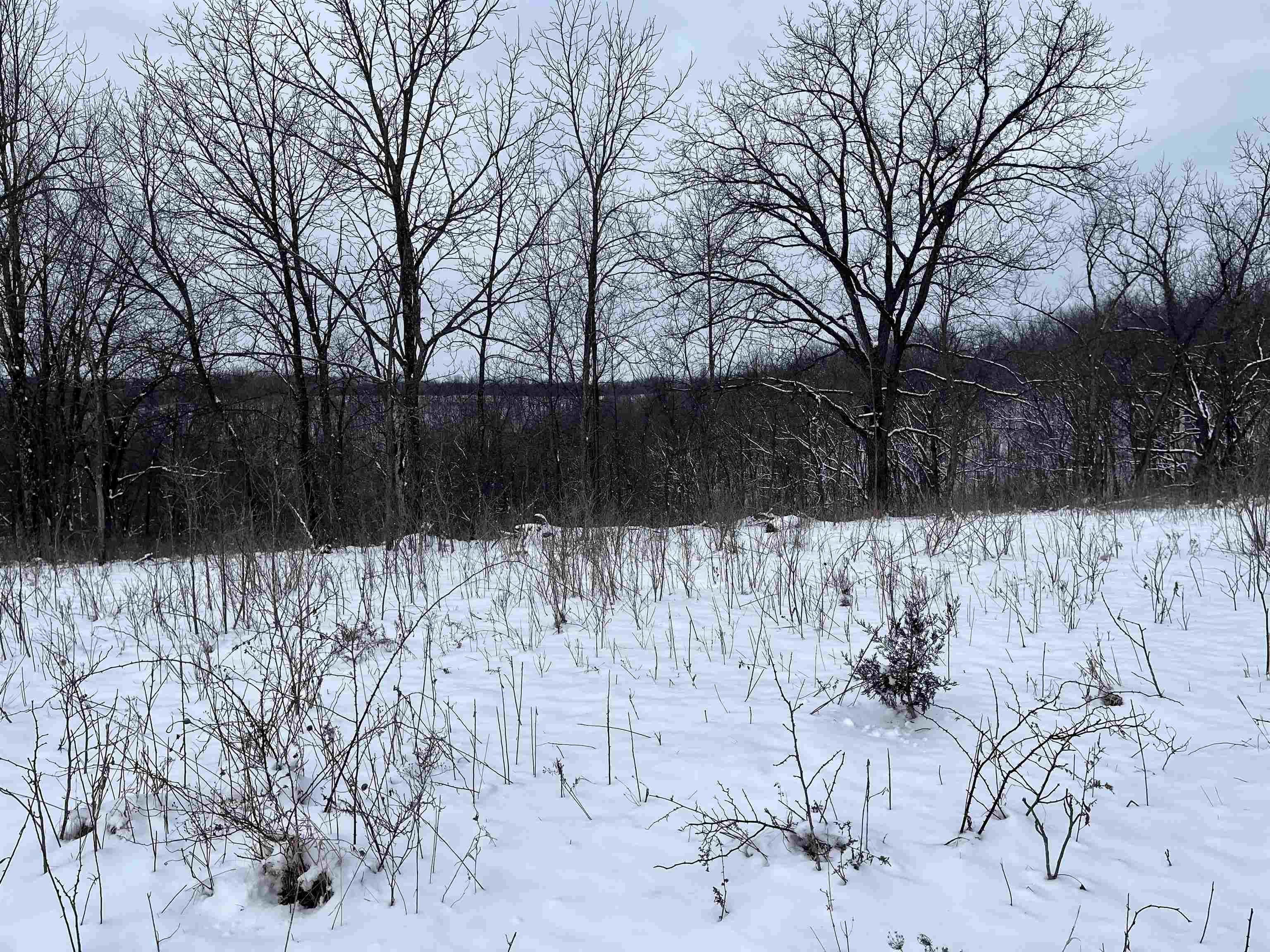 79 Acres Byers Road Boscobel, WI 53805 - Photo 8 of 24