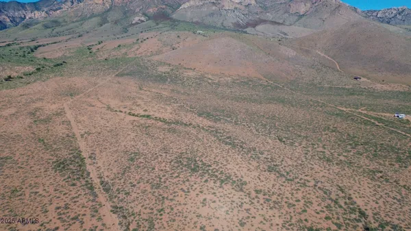 a view of a dry yard with a tree