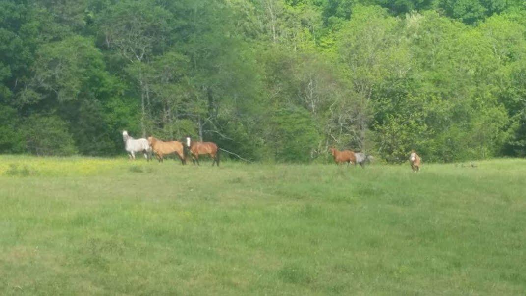 300 Moore Road Dickson, TN 37055 - Photo 4 of 21 a view of a bench in a field