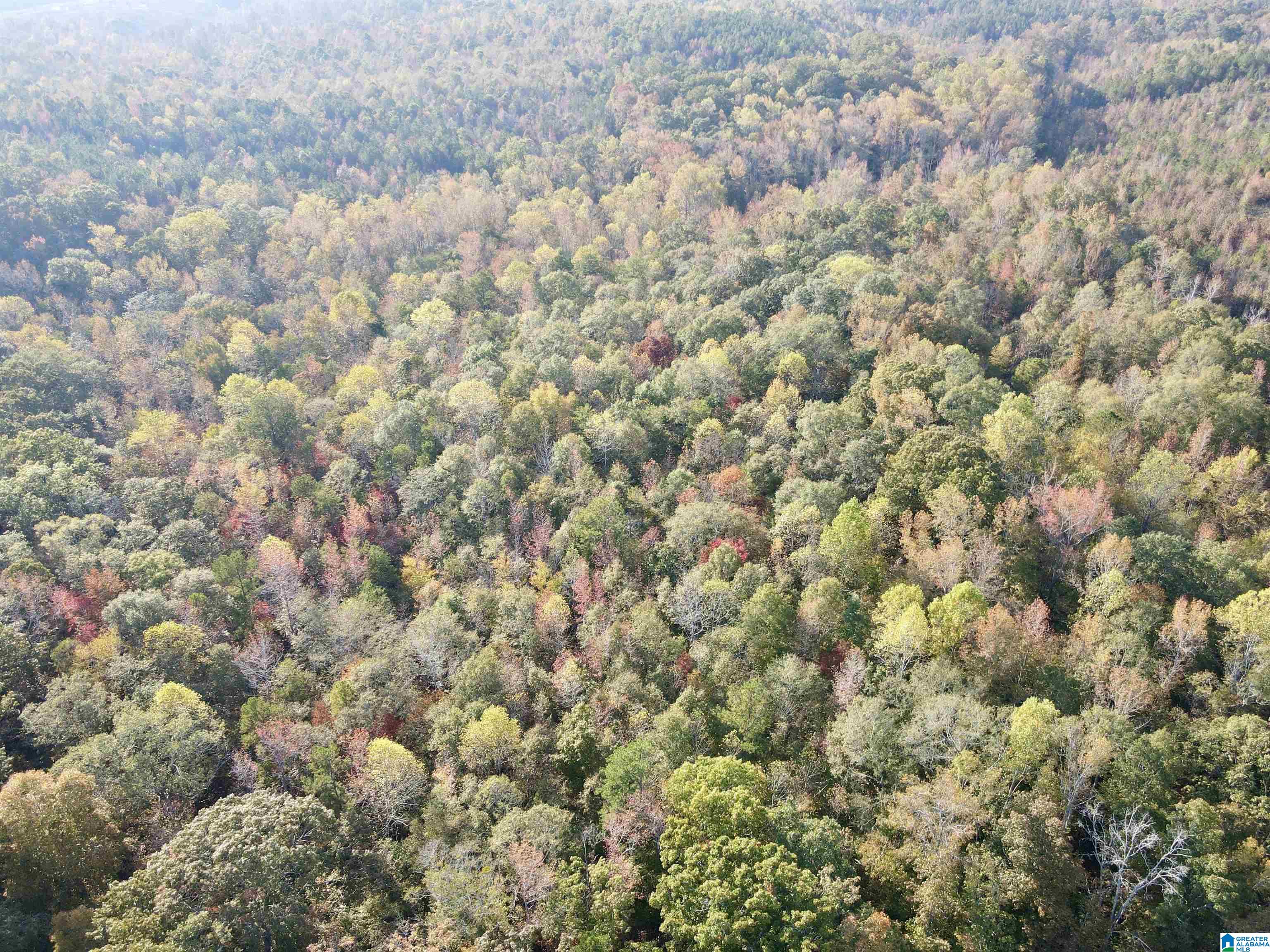 0 Peach Orchard Road Ashland, AL 36251 - Photo 4 of 14