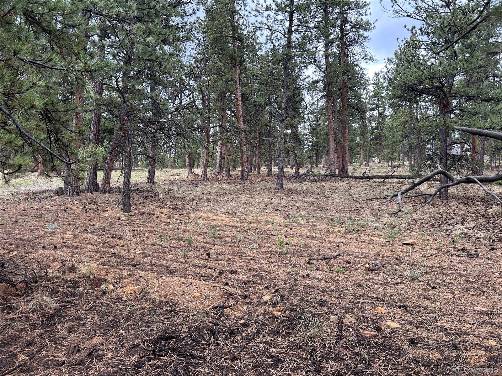 120 Harness Way Hartsel, CO 80449 - Photo 6 of 14