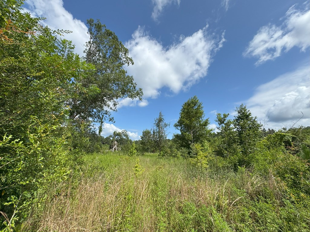 0 Hutson Morris Road Columbia, MS 39429 - Photo 12 of 16 Photo 12