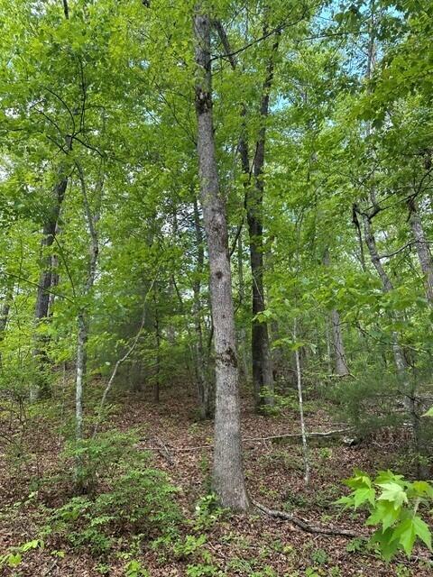 142 Cole Road Deer Lodge, TN 37726 - Photo 8 of 77 5