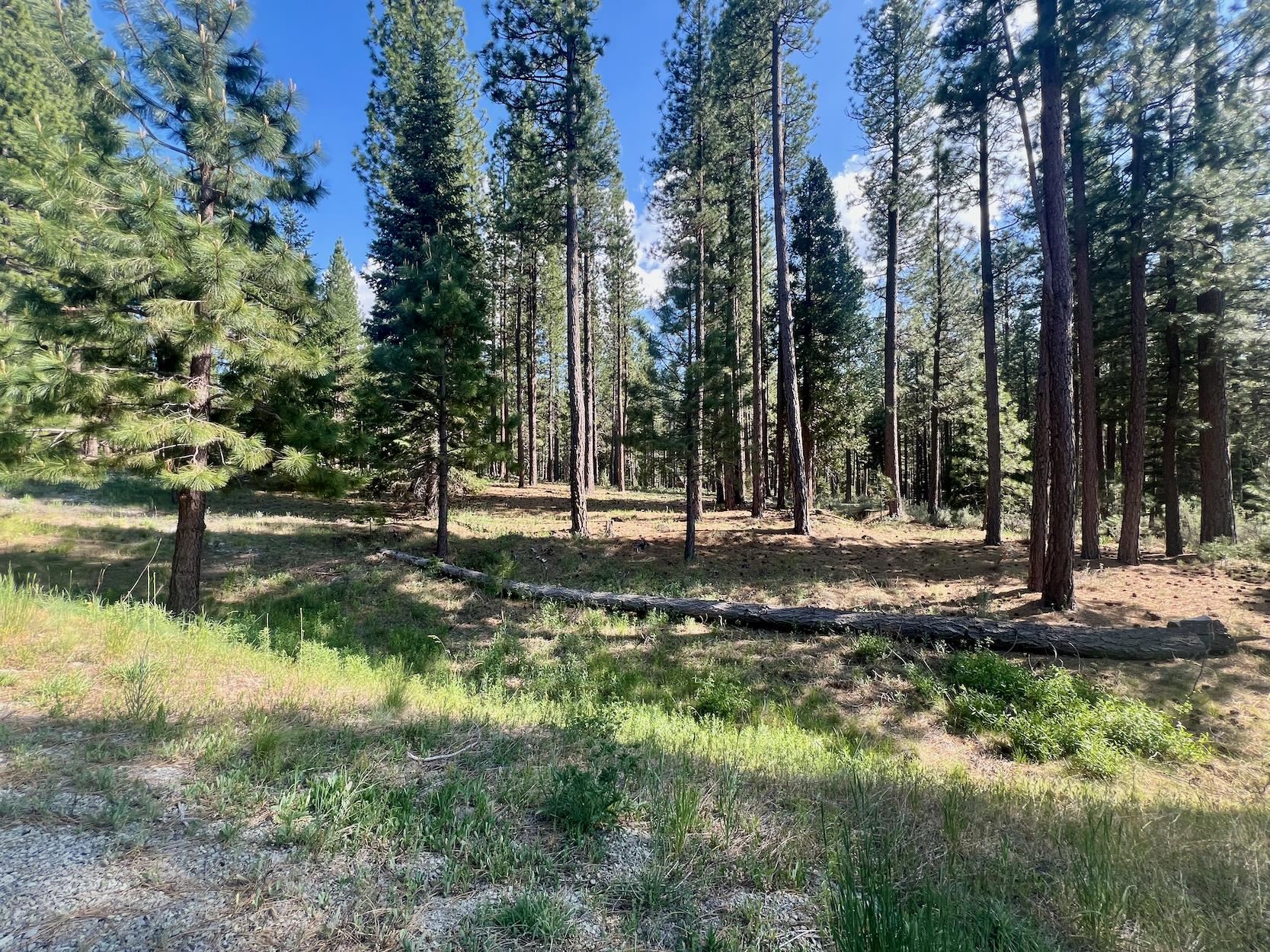 670 Redtail Loop Road Clio, CA 96106 - Photo 7 of 29