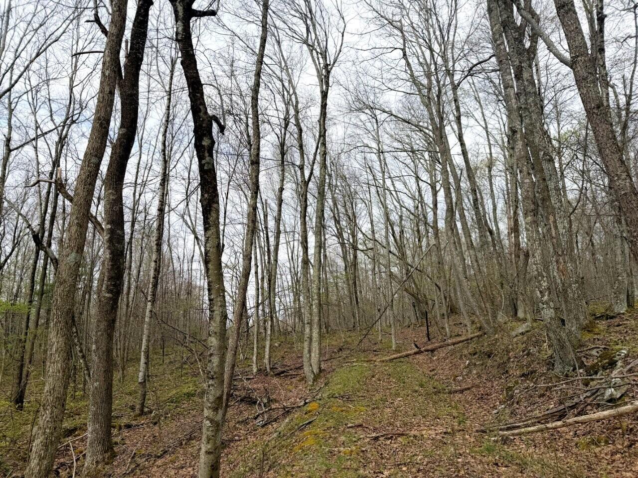 0 Iona Road White Oak, WV 25989 - Photo 53 of 150 Tract-14-IMG_3628