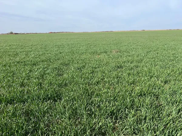 $574,000 | 6 Tbd State Highway, Crowell, TX 79227