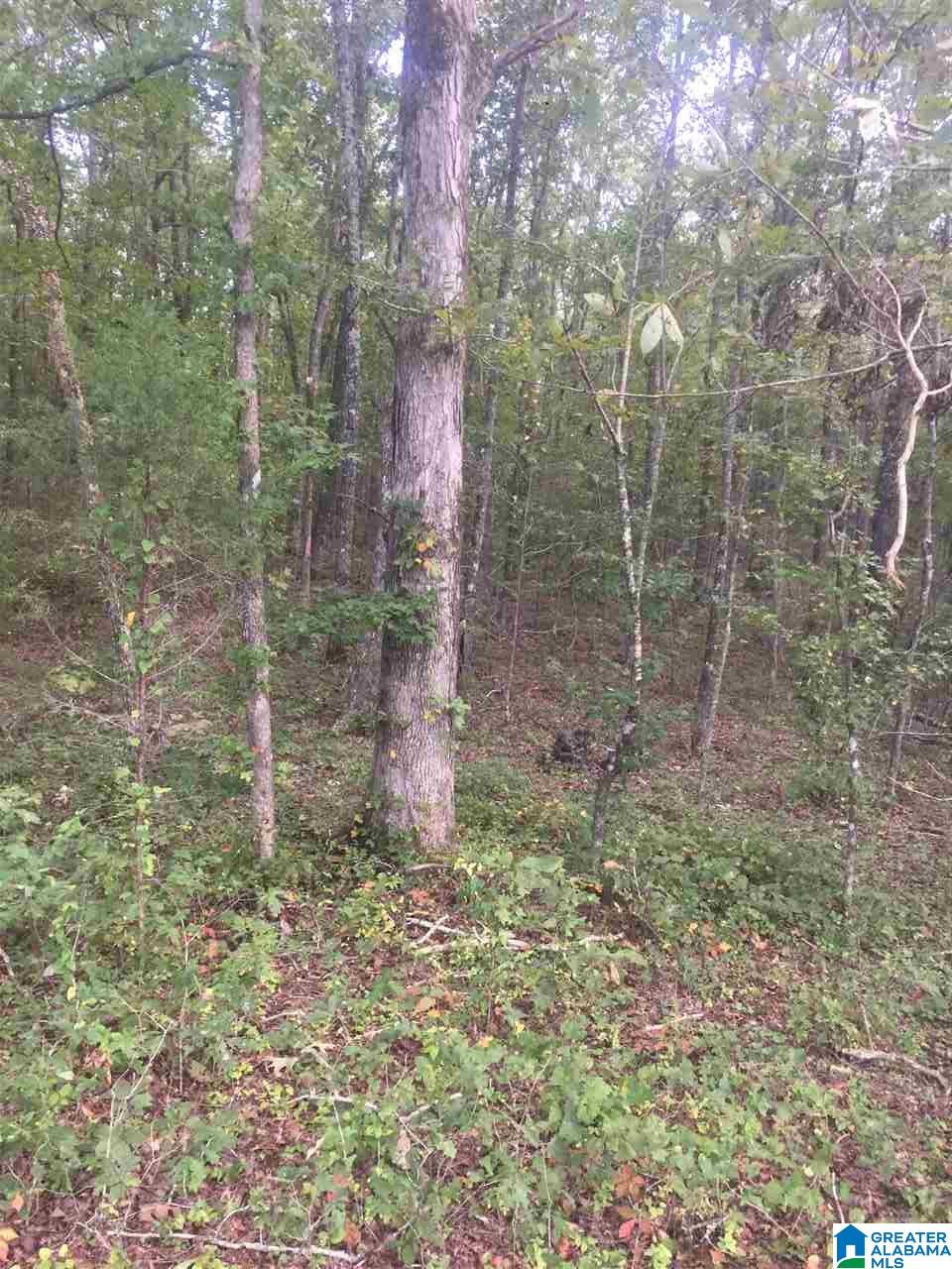 241 Sulphur Springs Road, Unit 9 89 ACRES Lincoln, AL 35096 - Photo 14 of 44