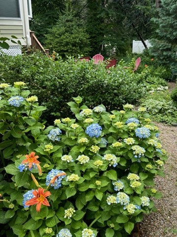 512 Appleton Street Arlington, MA 02476 - Photo 38 of 42 a view of a flower in a garden