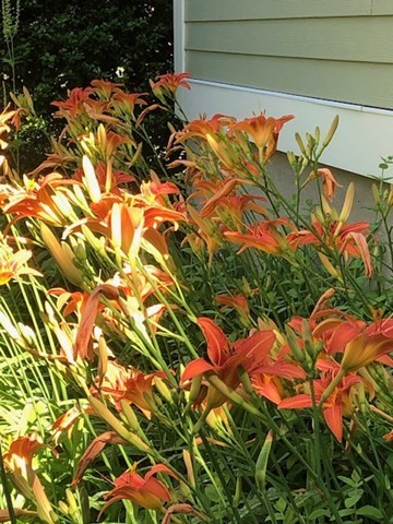 512 Appleton Street Arlington, MA 02476 - Photo 40 of 42 a backyard of a house