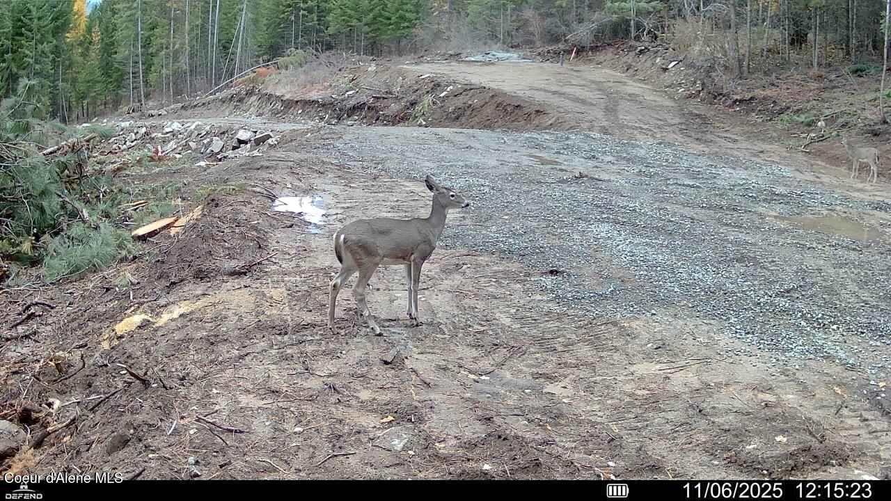 Nka Birdpoint Road Bonners Ferry, ID 83805 - Photo 13 of 29 Deer