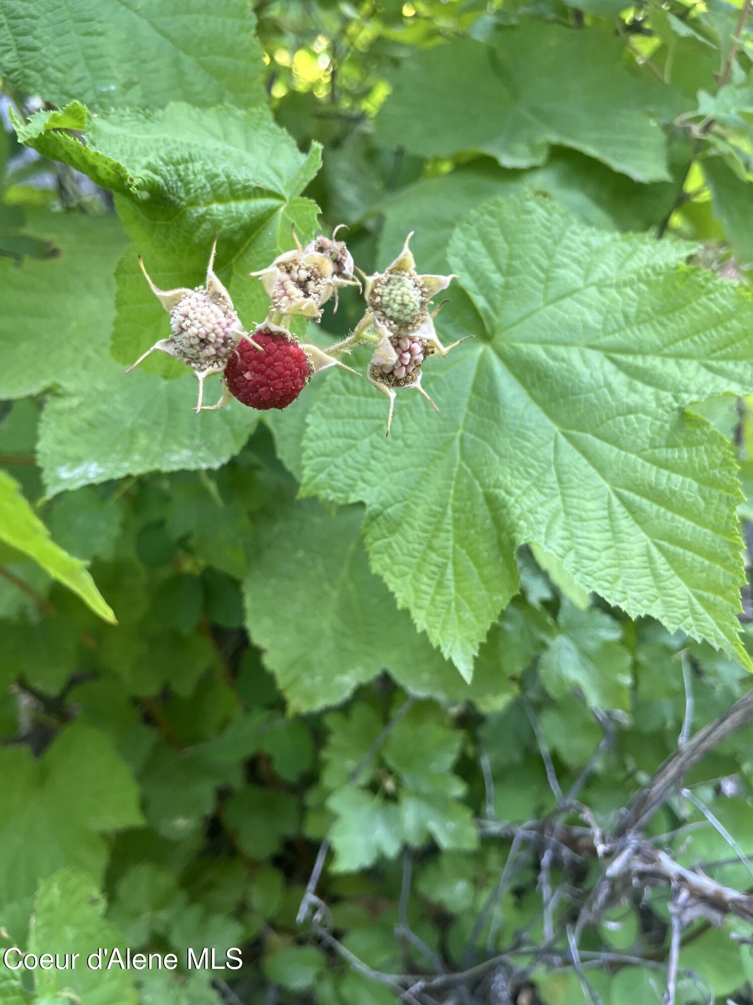 Nka Birdpoint Road Bonners Ferry, ID 83805 - Photo 16 of 27 Thimble Berries