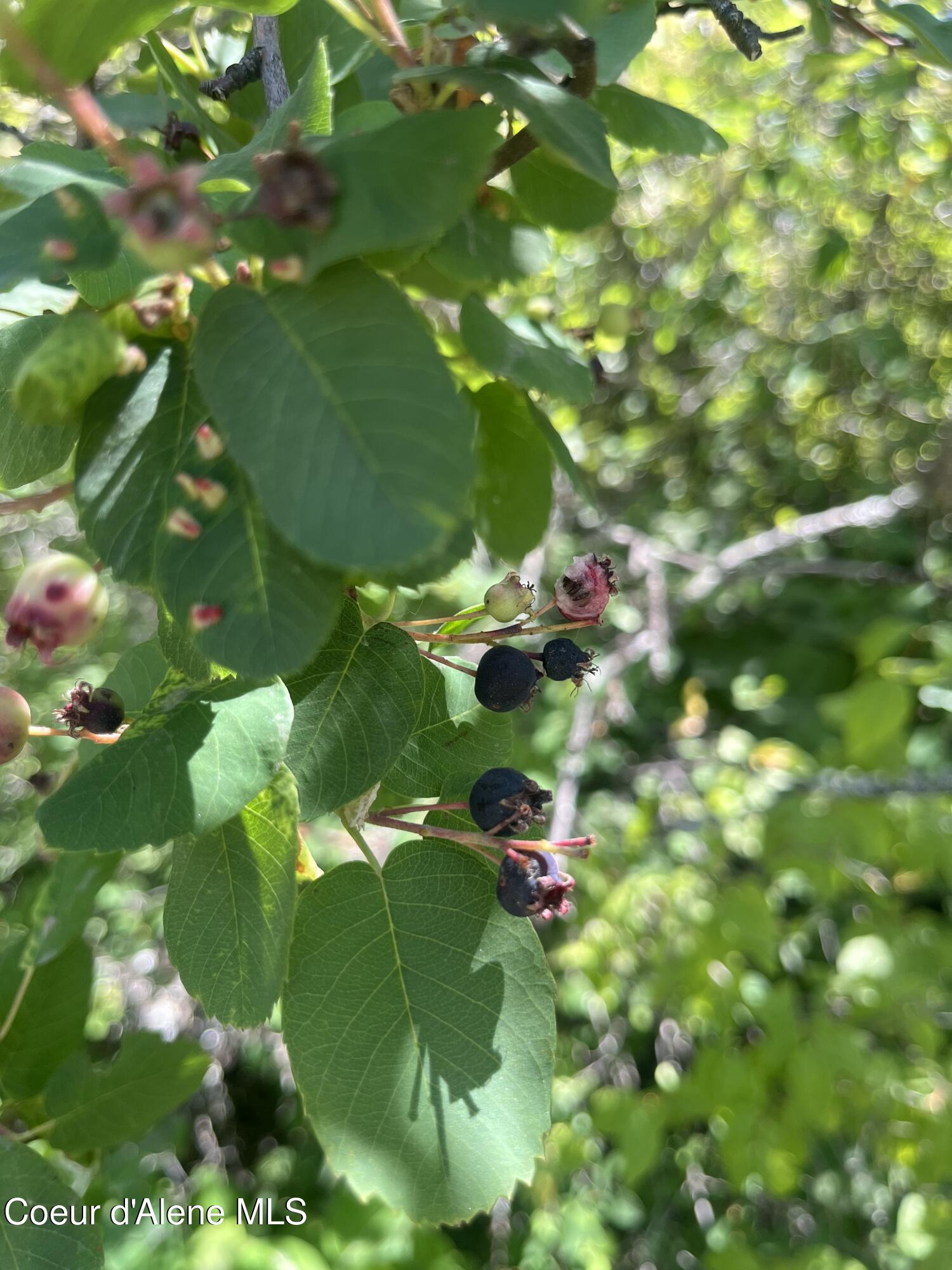 Nka Birdpoint Road Bonners Ferry, ID 83805 - Photo 17 of 27 Service Berries
