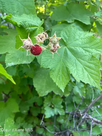 $400,000 | Nka Birdpoint Road, Bonners Ferry, ID 83805