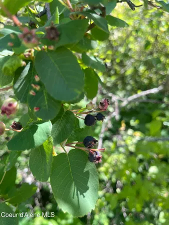 $400,000 | Nka Birdpoint Road, Bonners Ferry, ID 83805