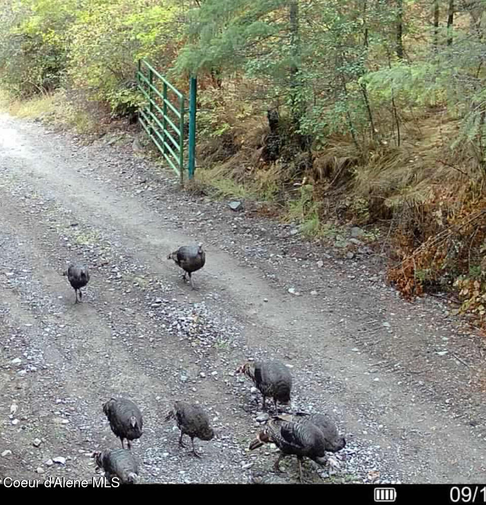 Nka Birdpoint Road Bonners Ferry, ID 83805 - Photo 20 of 29 Turkeys