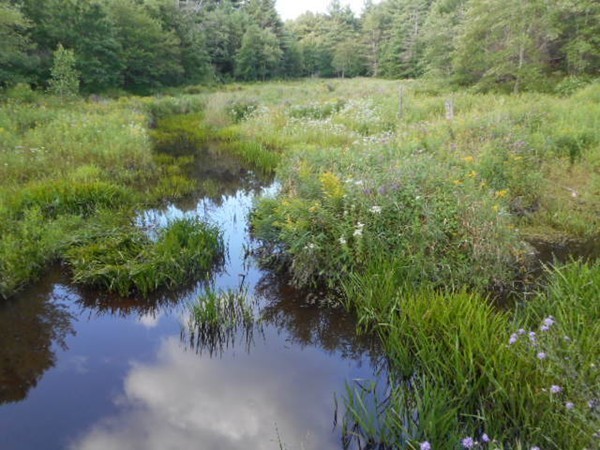 9 Murphy Road North Brookfield, MA 01535 - Photo 12 of 25 a view of a lush green forest