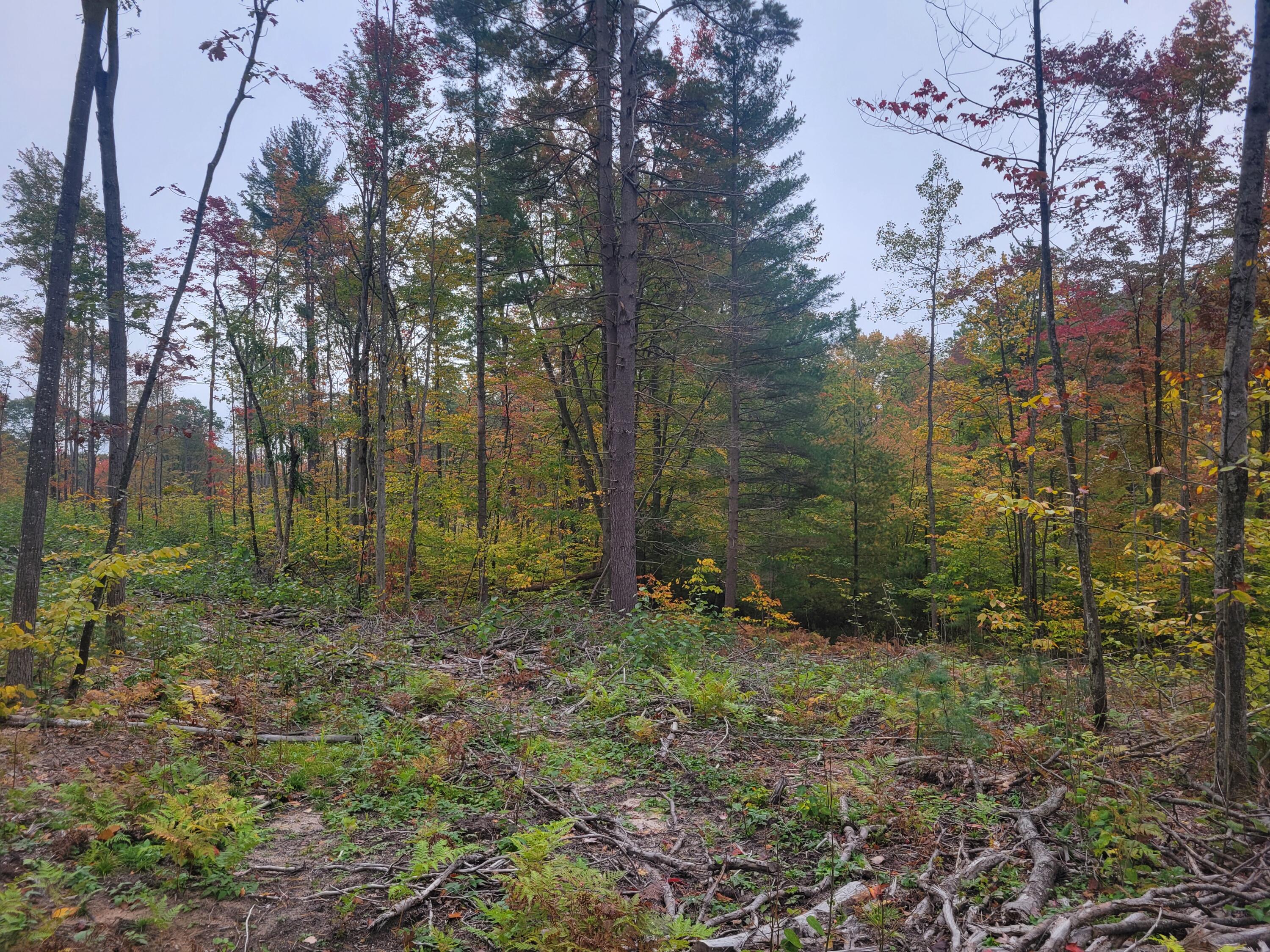 22 22 3/4 Road Manton, MI 49663 - Photo 12 of 21 20251013_105927