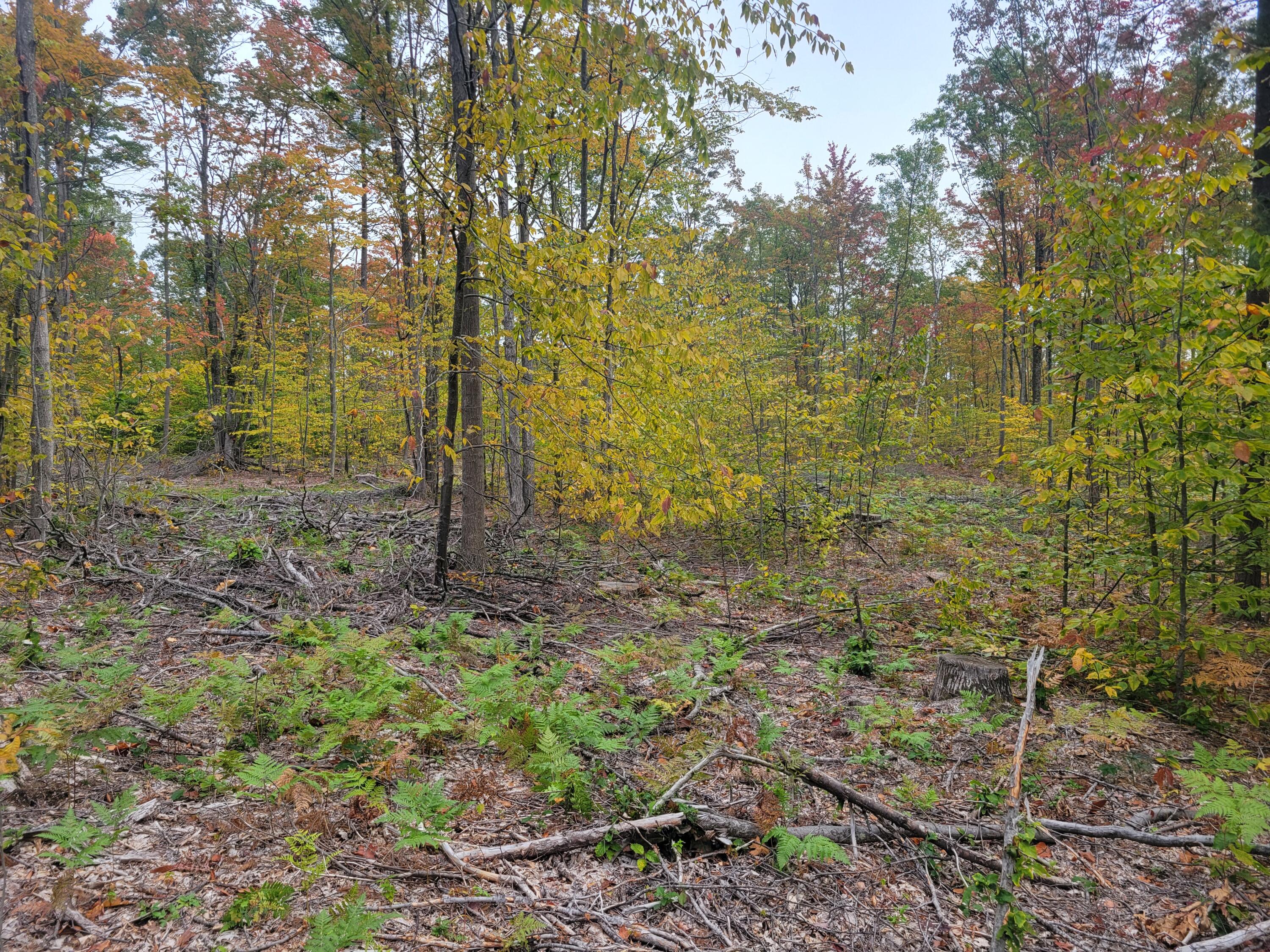 22 22 3/4 Road Manton, MI 49663 - Photo 13 of 21 20251013_105817