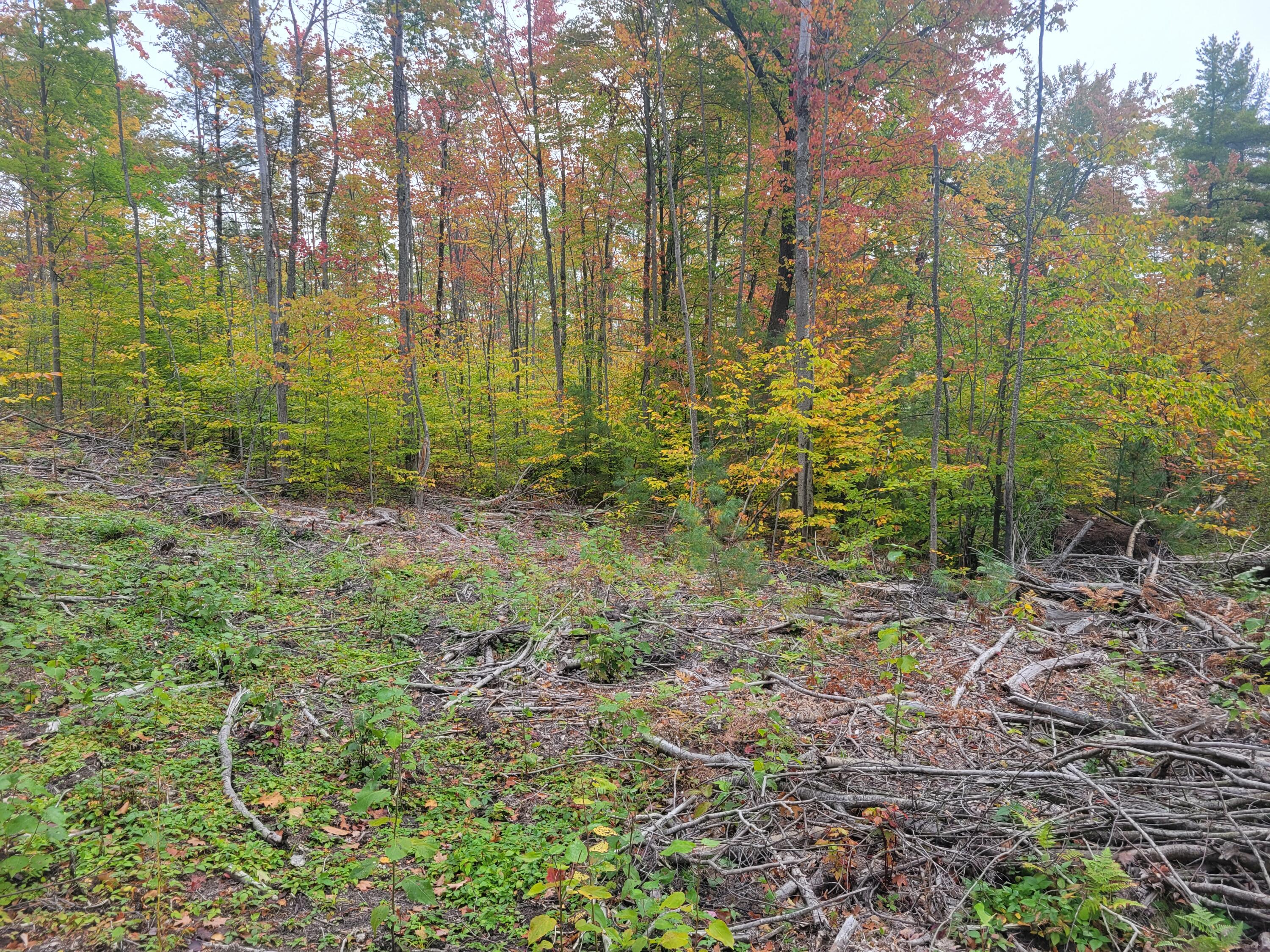 22 22 3/4 Road Manton, MI 49663 - Photo 14 of 21 20251013_105710