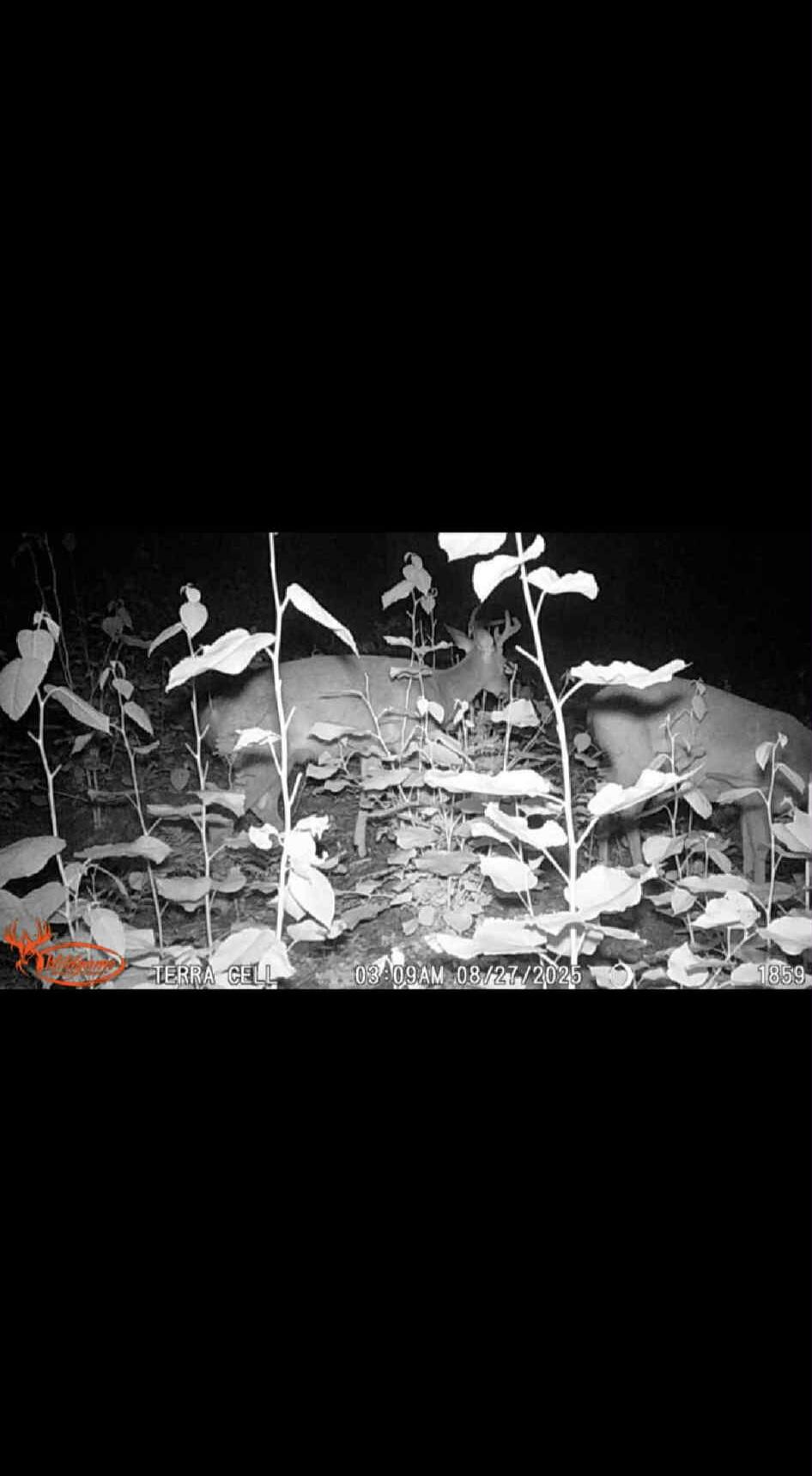 22 22 3/4 Road Manton, MI 49663 - Photo 20 of 21 Messenger_creation_C2914E37-71D6-46BD-A8