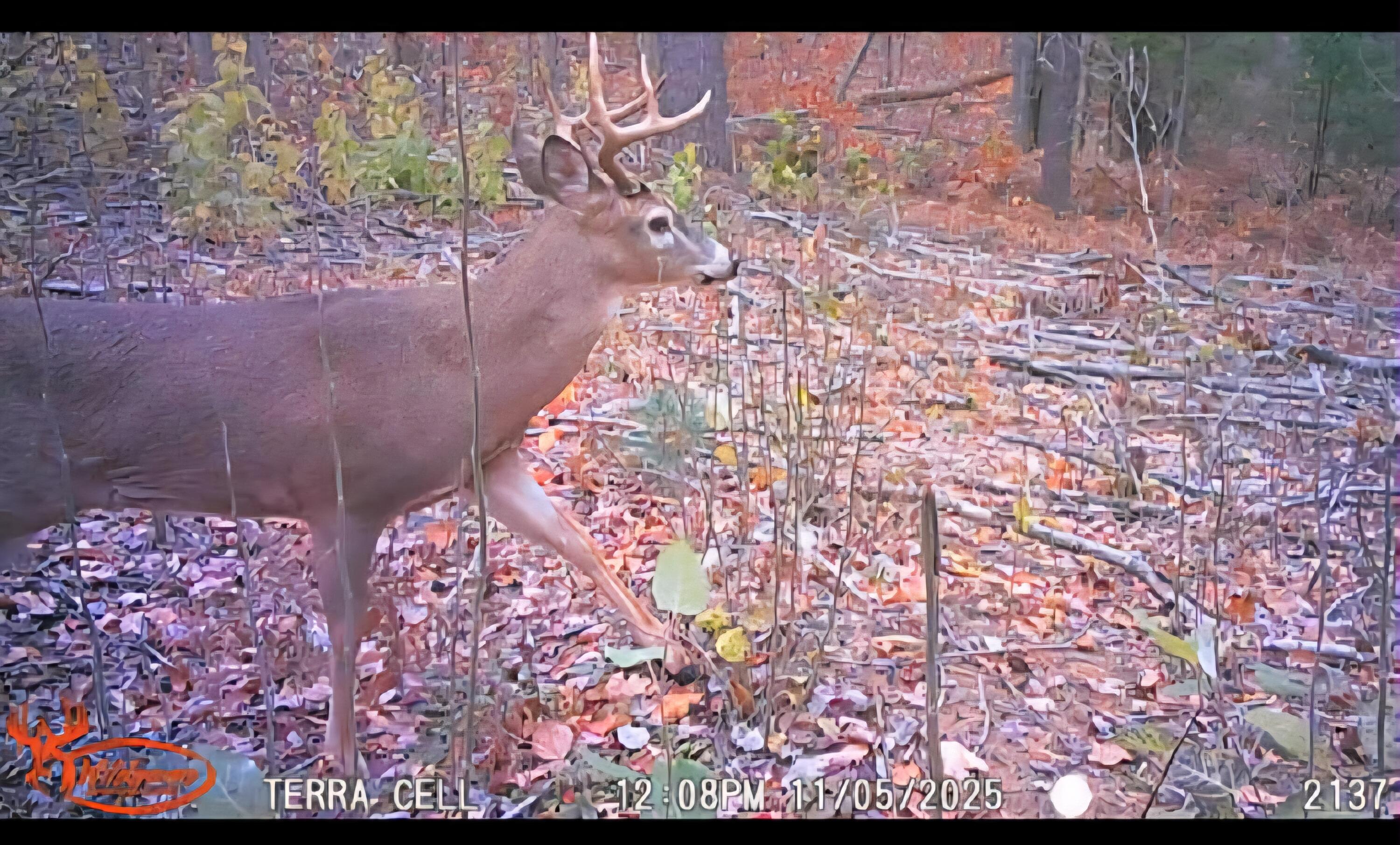 22 22 3/4 Road Manton, MI 49663 - Photo 3 of 21 Messenger_creation_4CA3E3B3-5DDC-4D82-BB