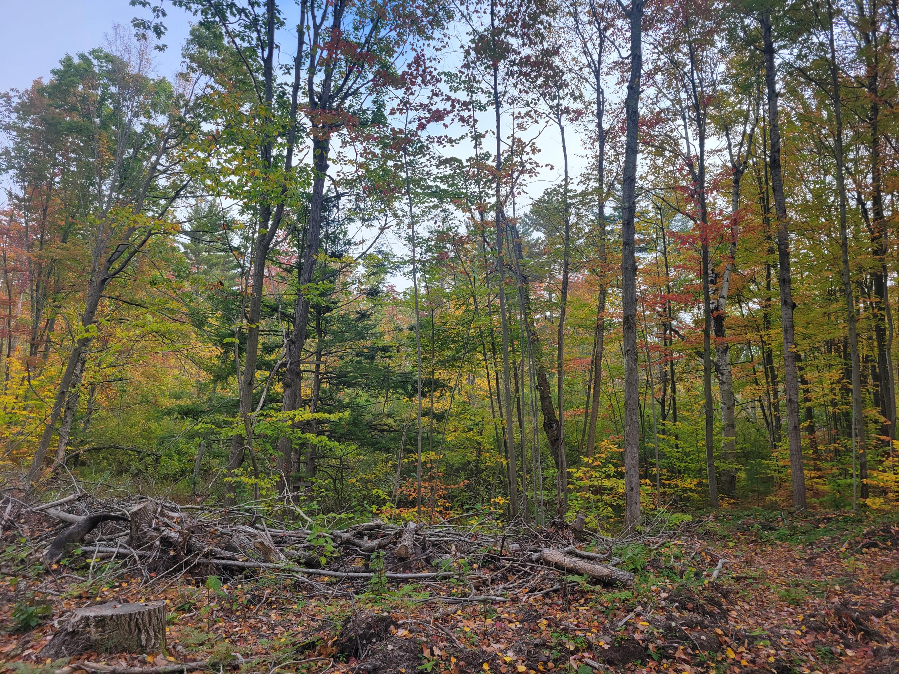 22 22 3/4 Road Manton, MI 49663 - Photo 6 of 21 20251013_110443